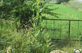 Vanzare teren 1190 mp, zona linistita