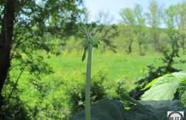 Teren 2014 mp, front 21 ml, posibilitate parcelare, PUZ 4 locuinte