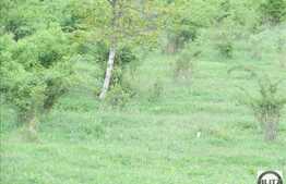 Teren 500 mp, zona rezidentiala de case si vile, LI D+P+E