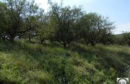 Vanzare teren 1434 mp, zona linistita