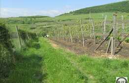 Vanzare teren 2900 mp, zona linistita