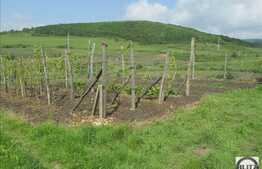 Vanzare teren 2900 mp, zona linistita