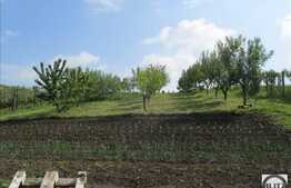 Vanzare teren 2900 mp, zona linistita