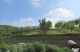 Vanzare teren 2900 mp, zona linistita