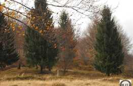 13700 mp, pentru dezvoltarea unui complex turistic la 5 km de statiunea Cavnic