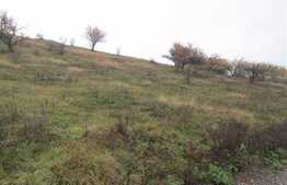 Teren 4500 mp, PUZ in lucru, zona linistita de case si vile