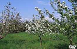 Teren 2180 mp, front 4 m, utilitati la front, zona linistita