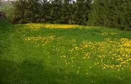 Teren 2180 mp, front 4 m, utilitati la front, zona linistita