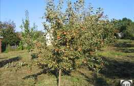 Teren 2180 mp, front 4 m, utilitati la front, zona linistita