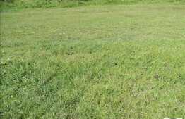 Vanzare teren 2850 mp, zona linistita