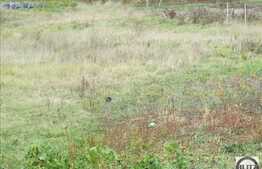 Vanzare teren, 1348 mp, Extras de Carte Funciara, front 13 ml, zona linistita