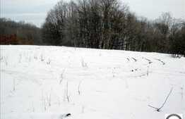 Teren in mijlocul padurii 4000 mp acces usor