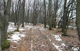 Teren in mijlocul padurii 4000 mp acces usor