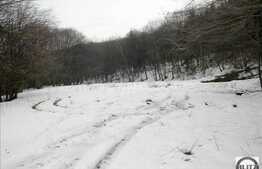 Teren in mijlocul padurii 4000 mp acces usor