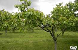 Vanzare teren 1225 mp, PUZ in lucru, utilitati in apropiere, zona linistita