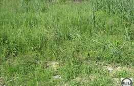 Teren de vanzare 2500 mp, utilitati la front, zona linistita de case/vile