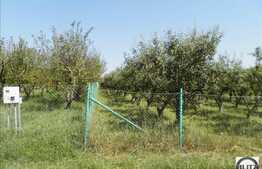 Vanzare teren, 500 mp. Autorizatie construire in derulare! Expunere sud!