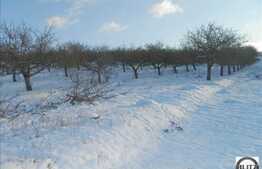 Teren 750 mp, front 20 ml la sosea, zona Borhanci, locatie linistita!