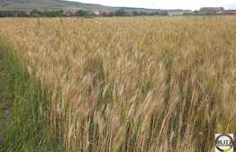 De vanzare teren, 2973 mp, in zona TERRA!