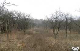 Vanzare teren, 6500 mp, front 28 ml, zona Uliului, toate utilitatile la front