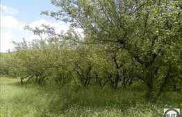 Vanzare teren 549 mp, front 16 ml, POT 35 % CUT 0.9, cu panorama