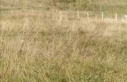 Vanzare teren de 2500 mp, front de 36 ml! Zona Polus Center! Oportunitate!