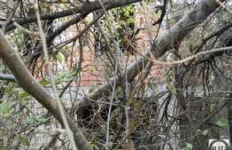 Teren vanzare 730 mp, front 24 ml, utilitati la front, zona Gradinii Botanice!