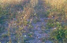 Teren pretabil pentru constructie de casa ! Zona linistita cu acces usor.