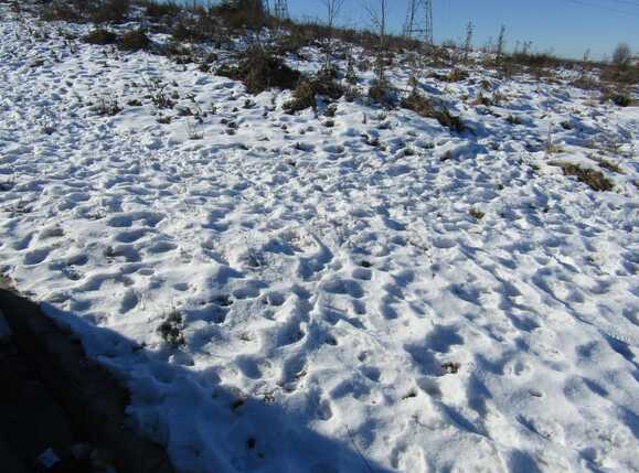 Teren de vânzare Manastur - 23923TV | BLITZ Cluj-Napoca | Poza3