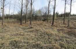 Teren intravilan, 2334 mp, front 80 ml, zona linistita