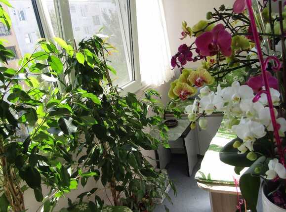 Apartament de vânzare 4 camere Manastur - 25288AV | BLITZ Cluj-Napoca | Poza13