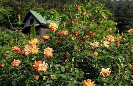 Vila pentru pretentiosi, 240 mp utili, teren de 4400 mp,Piscina! Zona de case! 