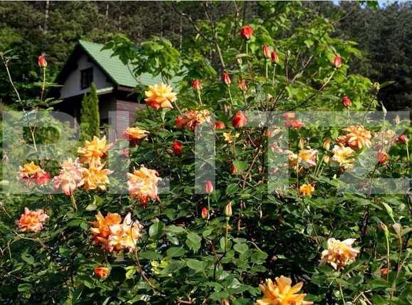 Casa de vânzare 5 camere Floreşti - 26016CV | BLITZ Cluj-Napoca | Poza6