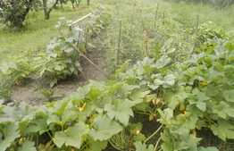 Vanzare teren de 1410 mp, cu casa demolabila, zona strazii Avram Iancu!