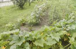 Vanzare teren de 1410 mp, cu casa demolabila, zona strazii Avram Iancu!