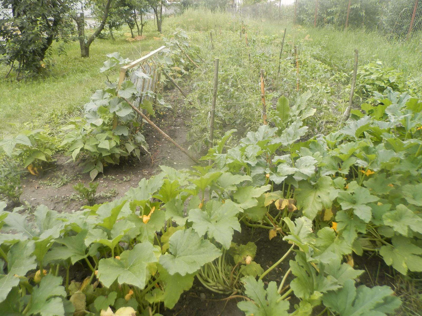 Teren de vânzare Floreşti - 26242TV | BLITZ Cluj-Napoca | Poza5