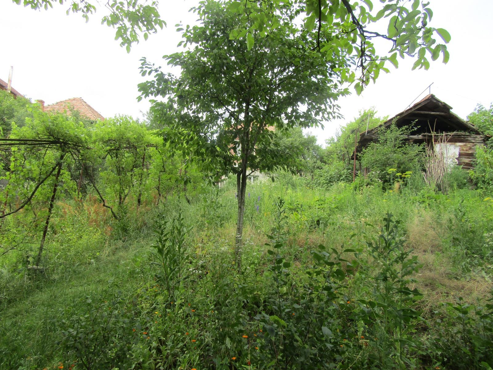 Casa de vânzare 2 camere Dambul Rotund - 26497CV | BLITZ Cluj-Napoca | Poza5