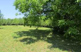 Teren extravilan in Baciu, 2700 mp, front stradal 25 ml, zona linistita de case si vile