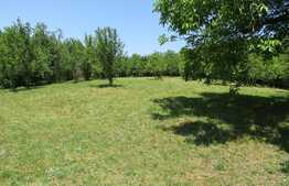 Teren extravilan in Baciu, 2700 mp, front stradal 25 ml, zona linistita de case si vile