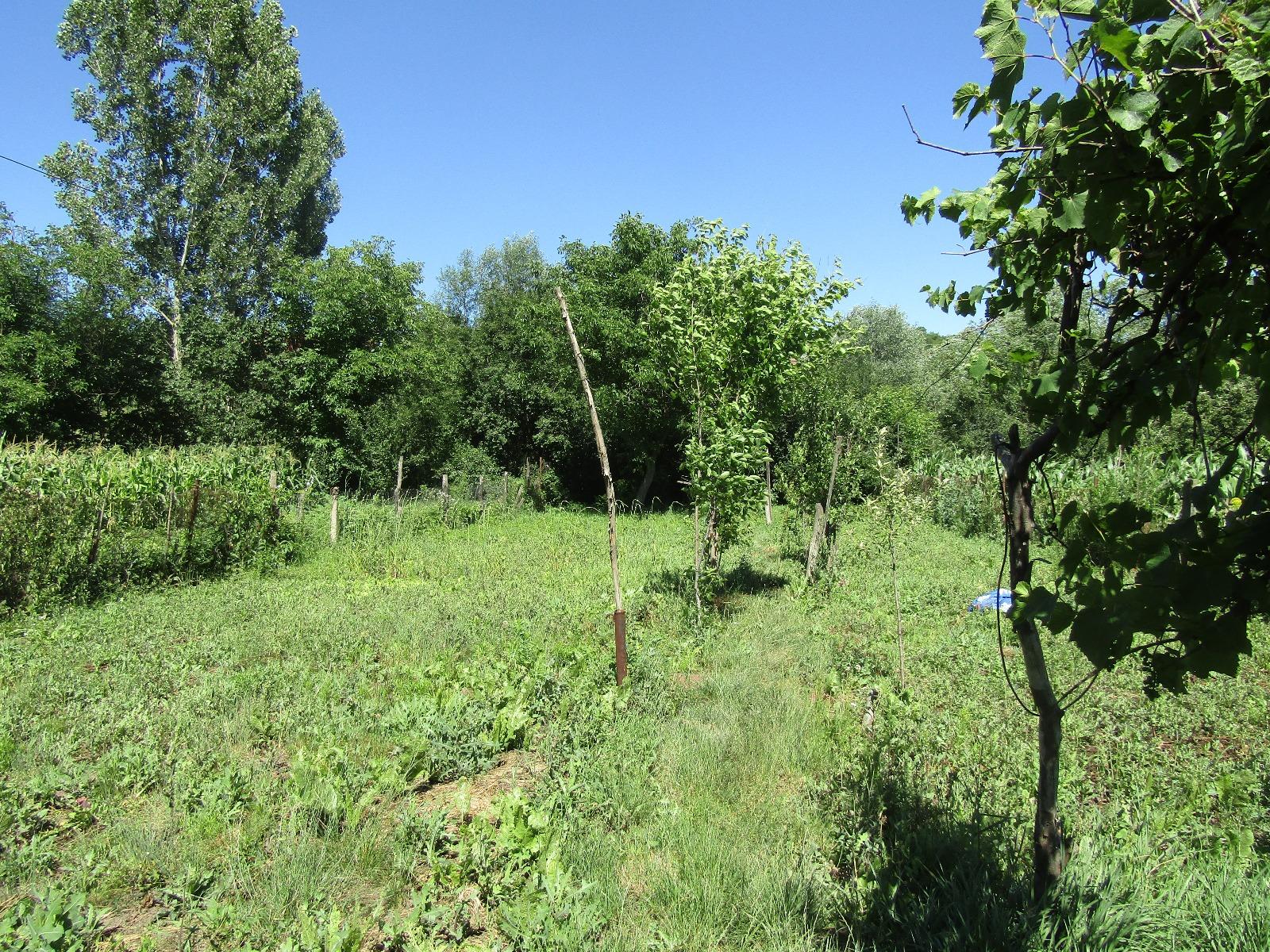 Casa de vânzare 1 camera Iris - 26634CV | BLITZ Cluj-Napoca | Poza4