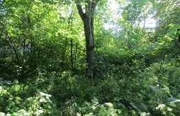 Casa demolabila, 50 mp, teren de 1541 mp, front 12 ml, zona Taietura Turcului