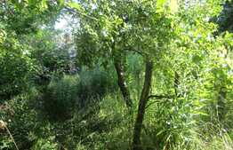 Casa demolabila, 50 mp, teren de 1541 mp, front 12 ml, zona Taietura Turcului