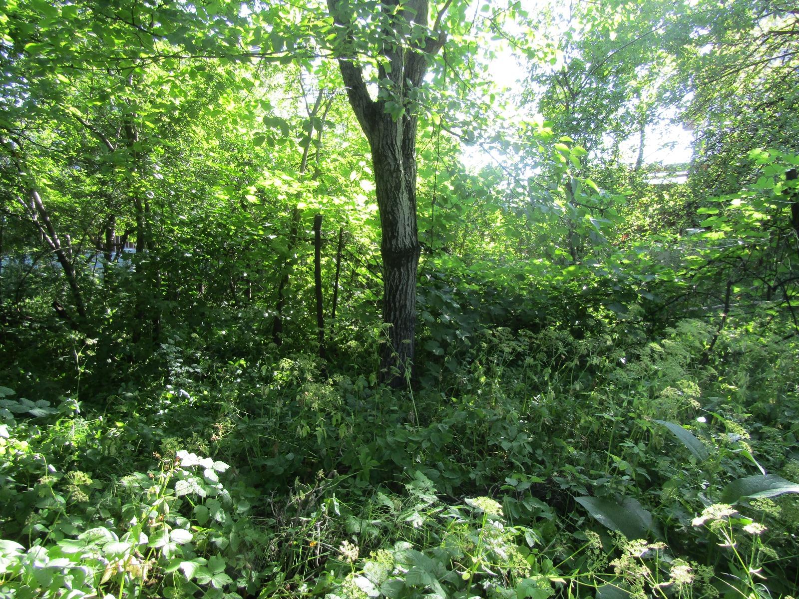 Casa de vânzare 1 camera Gruia - 26669CV | BLITZ Cluj-Napoca | Poza8