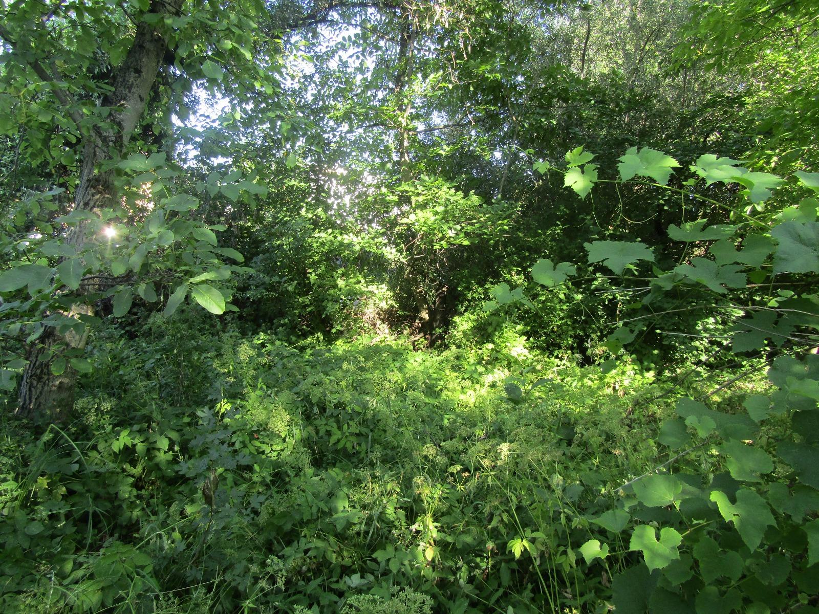 Casa de vânzare 1 camera Gruia - 26669CV | BLITZ Cluj-Napoca | Poza4