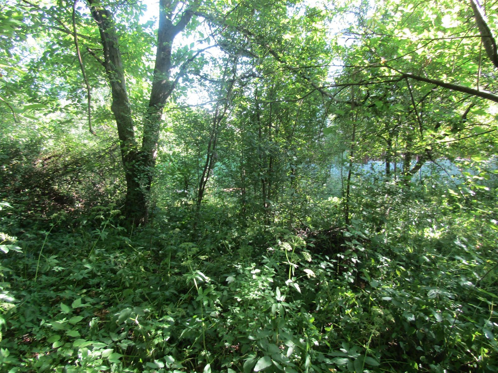 Casa de vânzare 1 camera Gruia - 26669CV | BLITZ Cluj-Napoca | Poza5