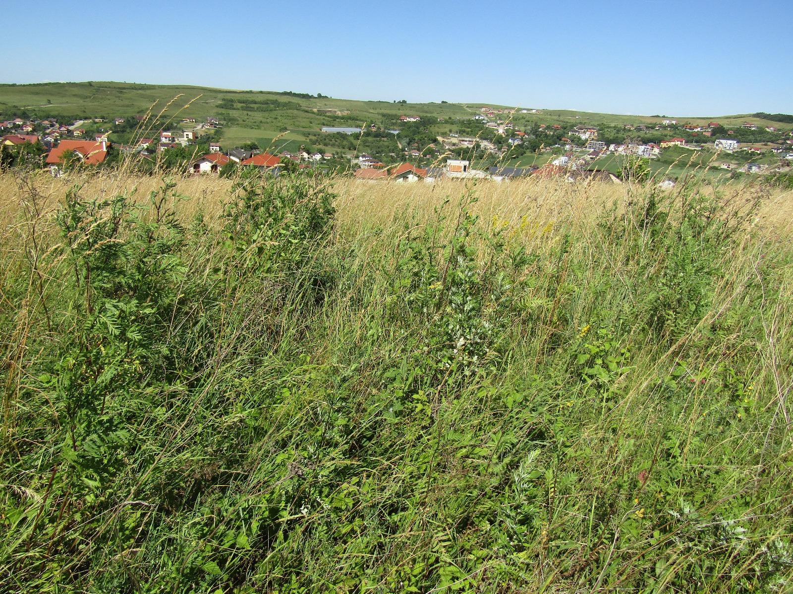 Teren de vânzare Borhanci - 26681TV | BLITZ Cluj-Napoca | Poza7