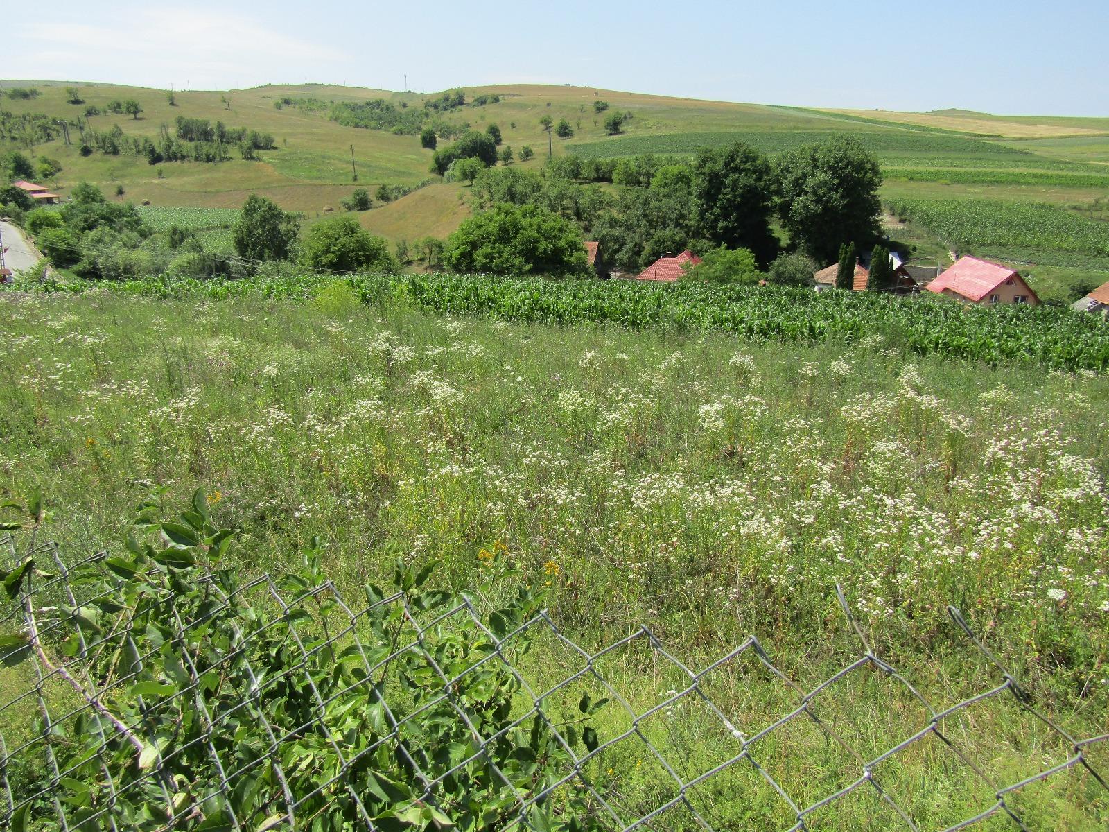 Teren de vânzare Baciu - 26743TV | BLITZ Cluj-Napoca | Poza6