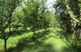 Casa demolabila, 60 mp, teren de 7.000 mp, front 30 ml, zona Faget