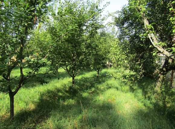 Casa de vânzare 1 camera Făget - 26811CV | BLITZ Cluj-Napoca | Poza6