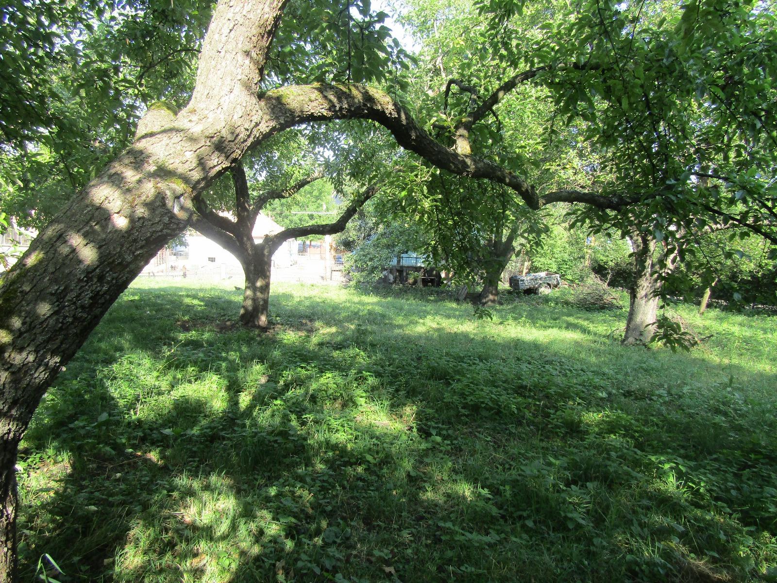 Casa de vânzare 1 camera Făget - 26811CV | BLITZ Cluj-Napoca | Poza8